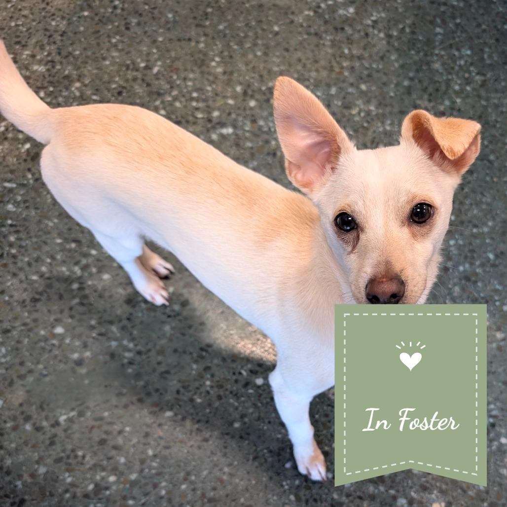 Sanji, a Adoptable Chihuahua in Chico, CA image 2/4