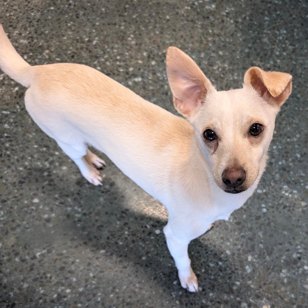 Sanji, a Adoptable Chihuahua in Chico, CA image 3/4