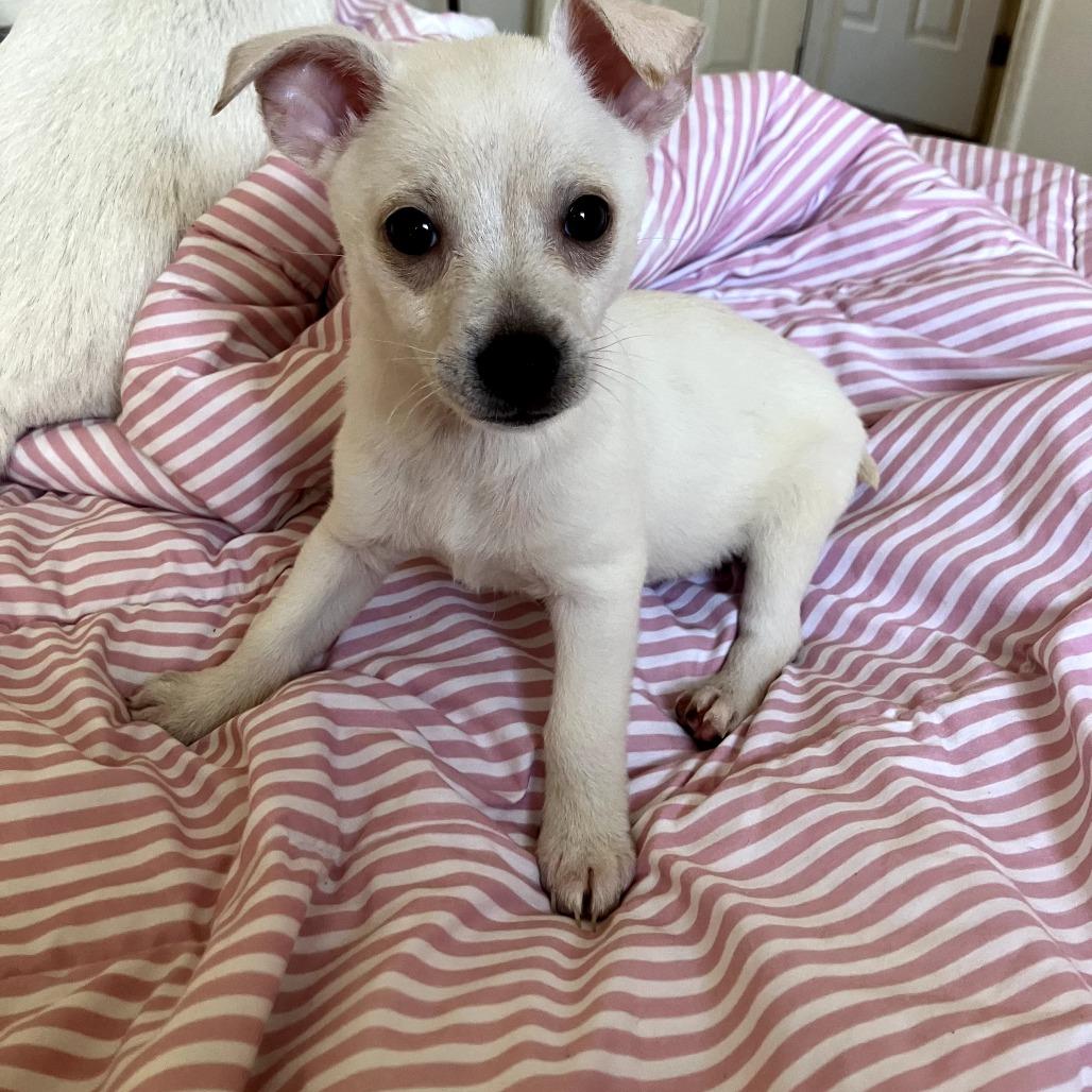 Sanji, a Adoptable Chihuahua in Chico, CA image 4/4