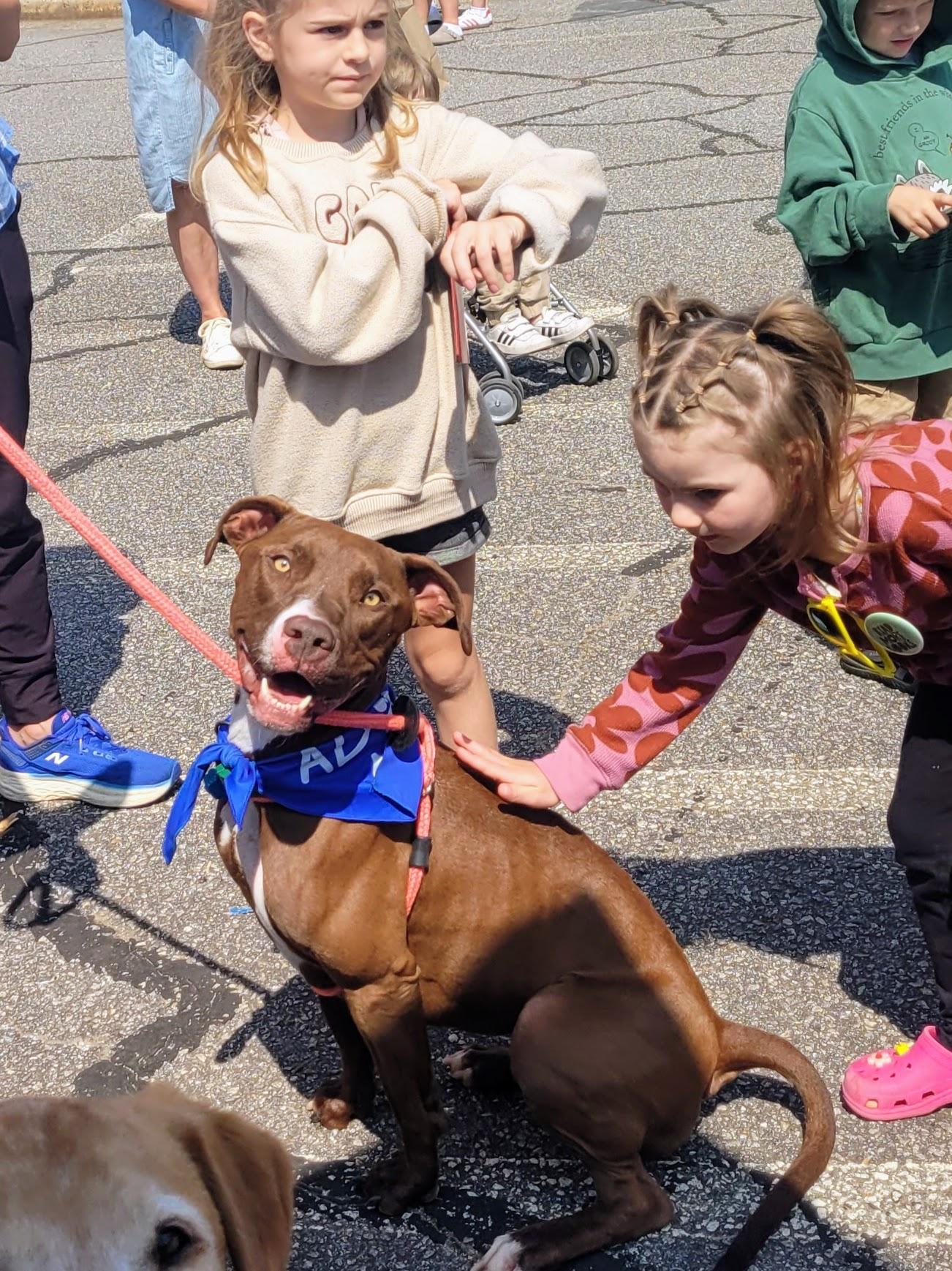 Nutmeg, Young Female American Staffordshire Terrier