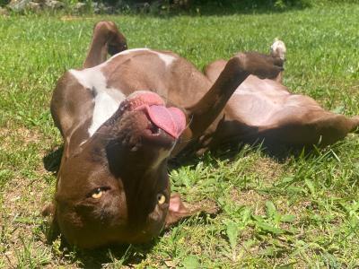 Nutmeg photo 6