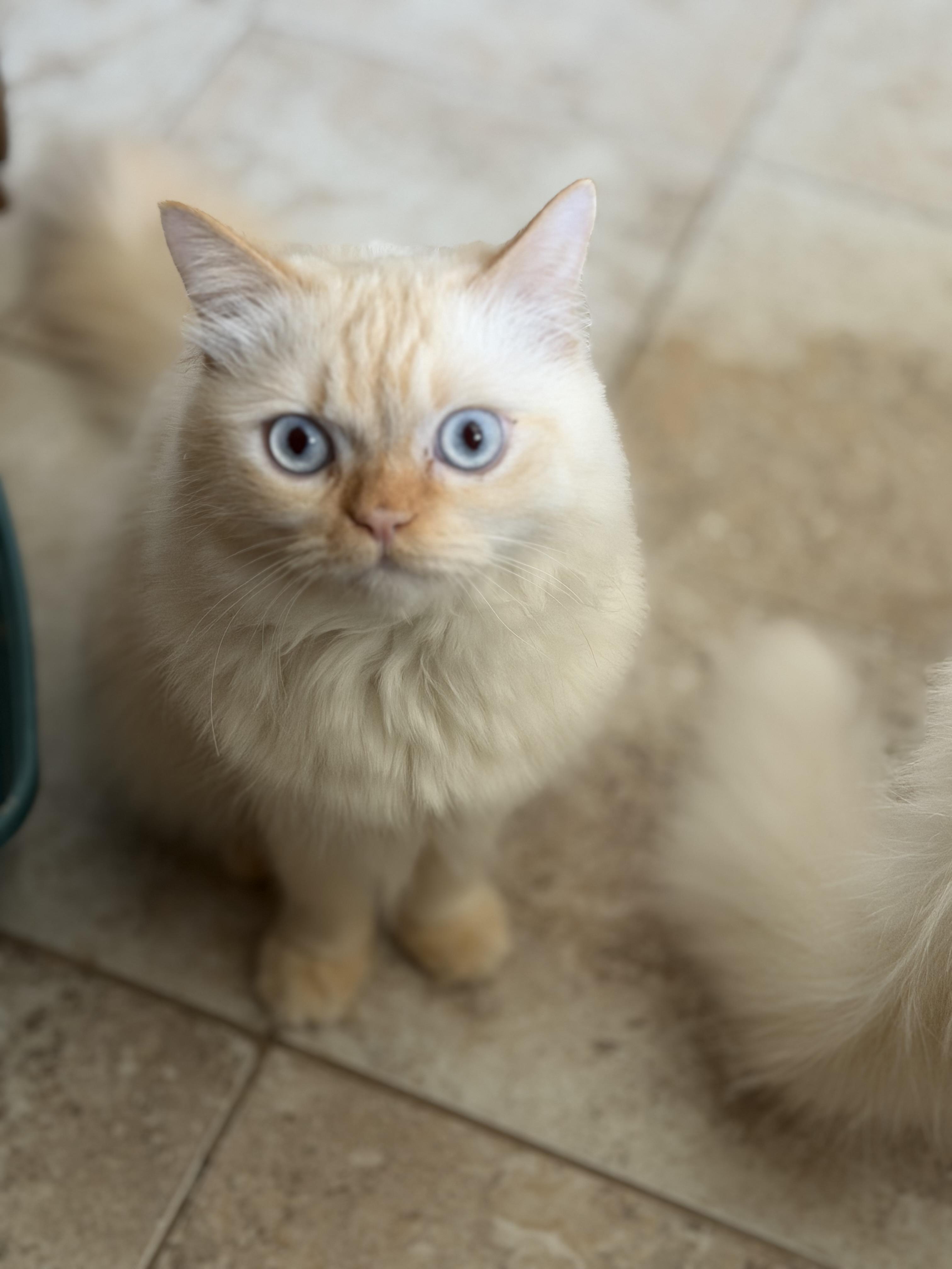 Ramo!!!🧡, Adoptable, Young Male Himalayan & Ragdoll.