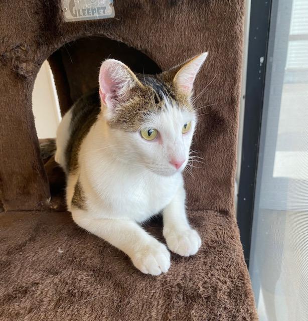 Bennie, ADOPTABLE, Young Male Domestic Short Hair.