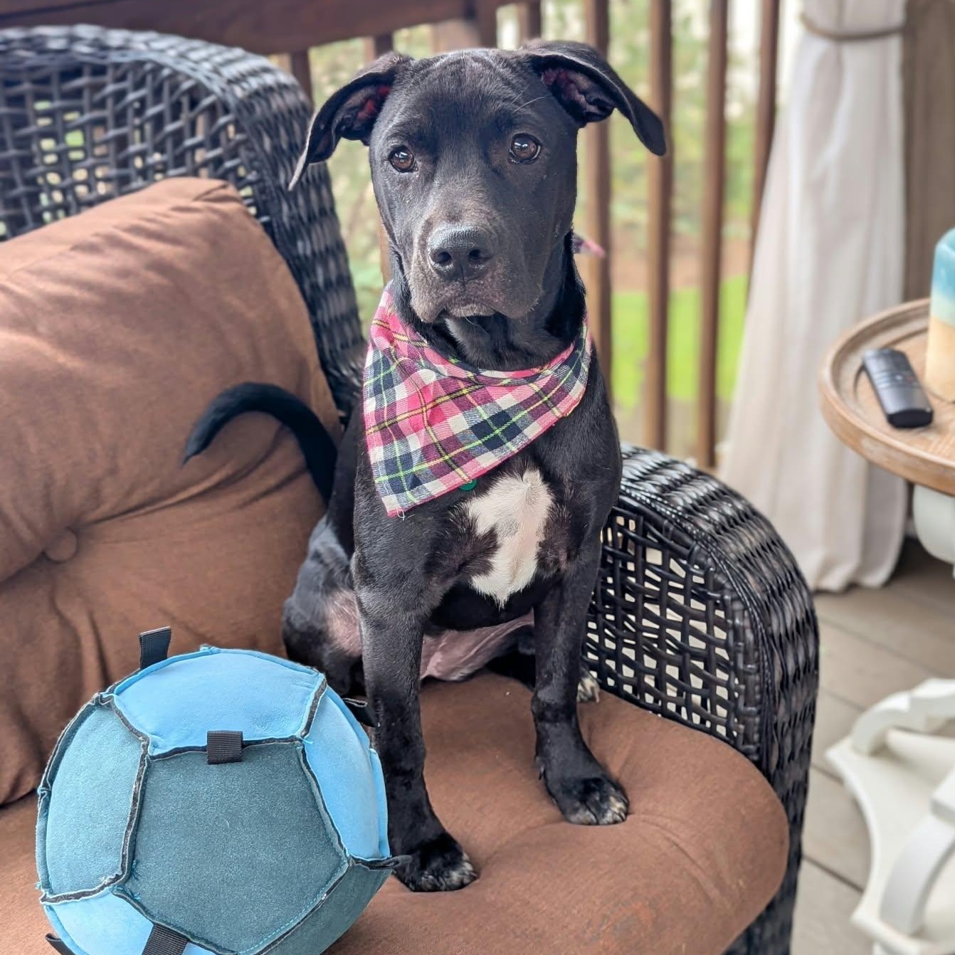 Enlarge Jubilee, a Adoptable mixed breed in Helena, AL image 3/6