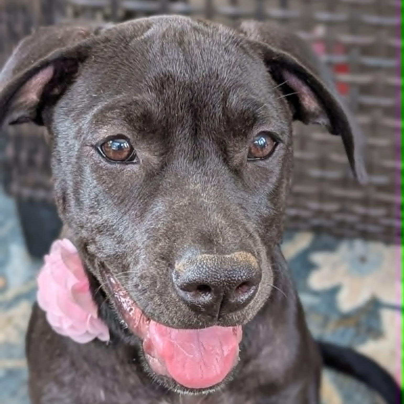 Enlarge Jubilee, a Adoptable mixed breed in Helena, AL image 2/5