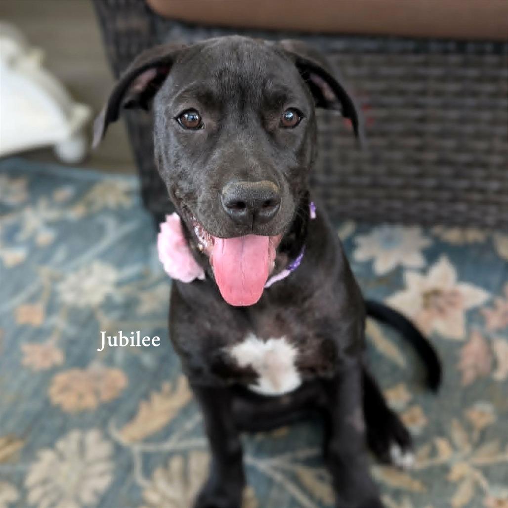 Enlarge Jubilee, a Adoptable mixed breed in Helena, AL image 4/6
