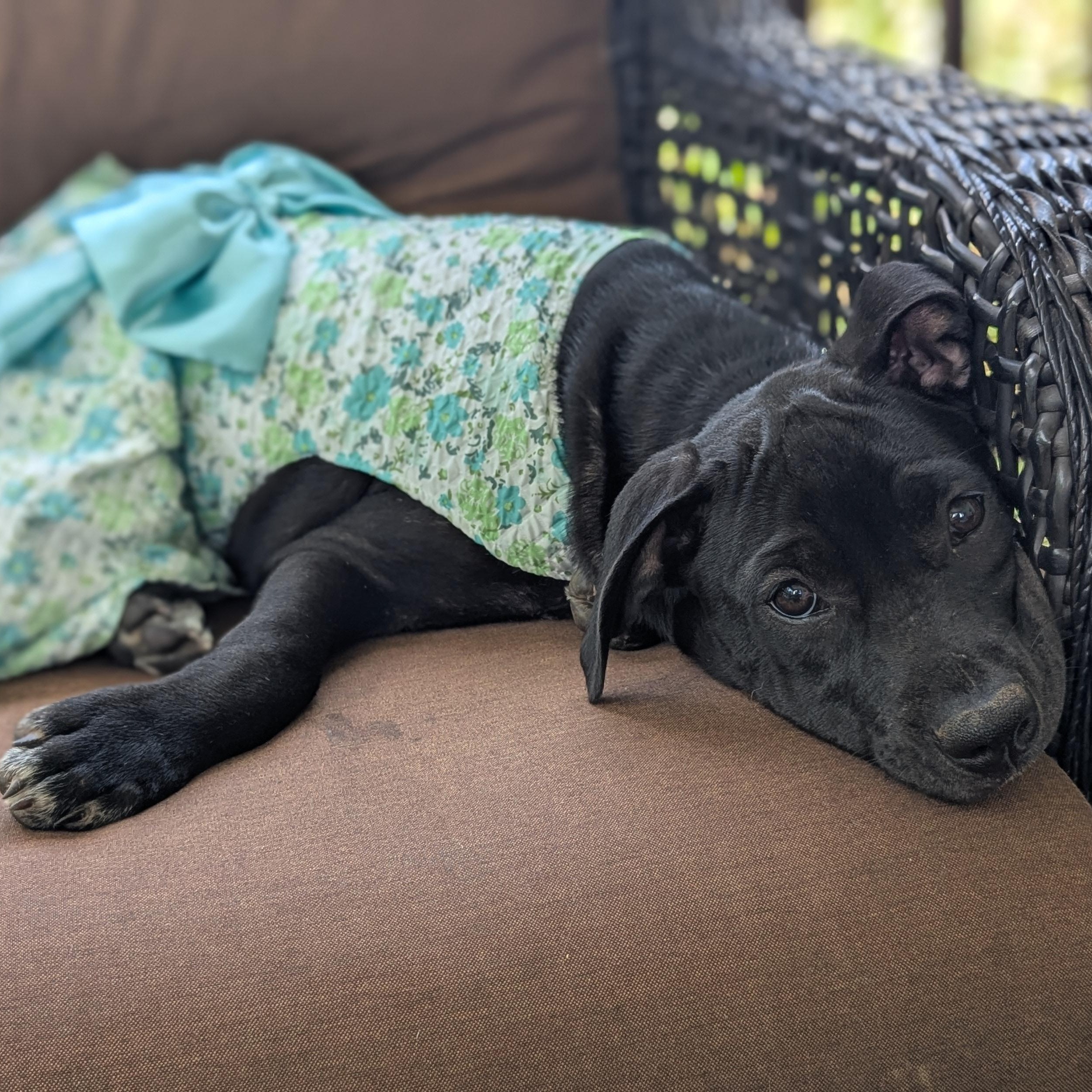 Enlarge Jubilee, a Adoptable mixed breed in Helena, AL image 3/5