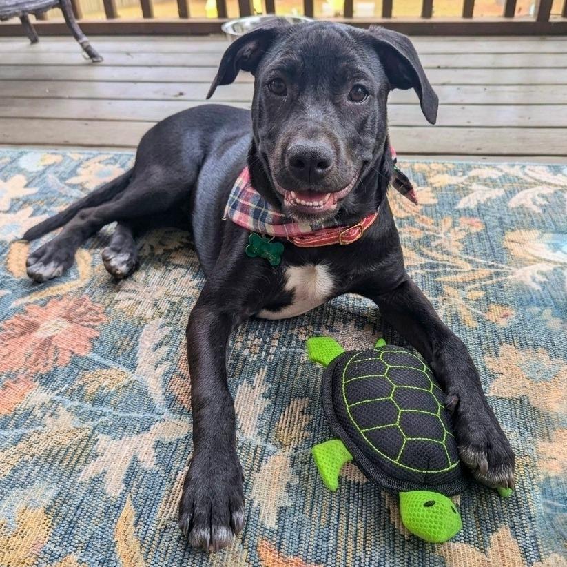 Enlarge Jubilee, a Adoptable mixed breed in Helena, AL image 1/6
