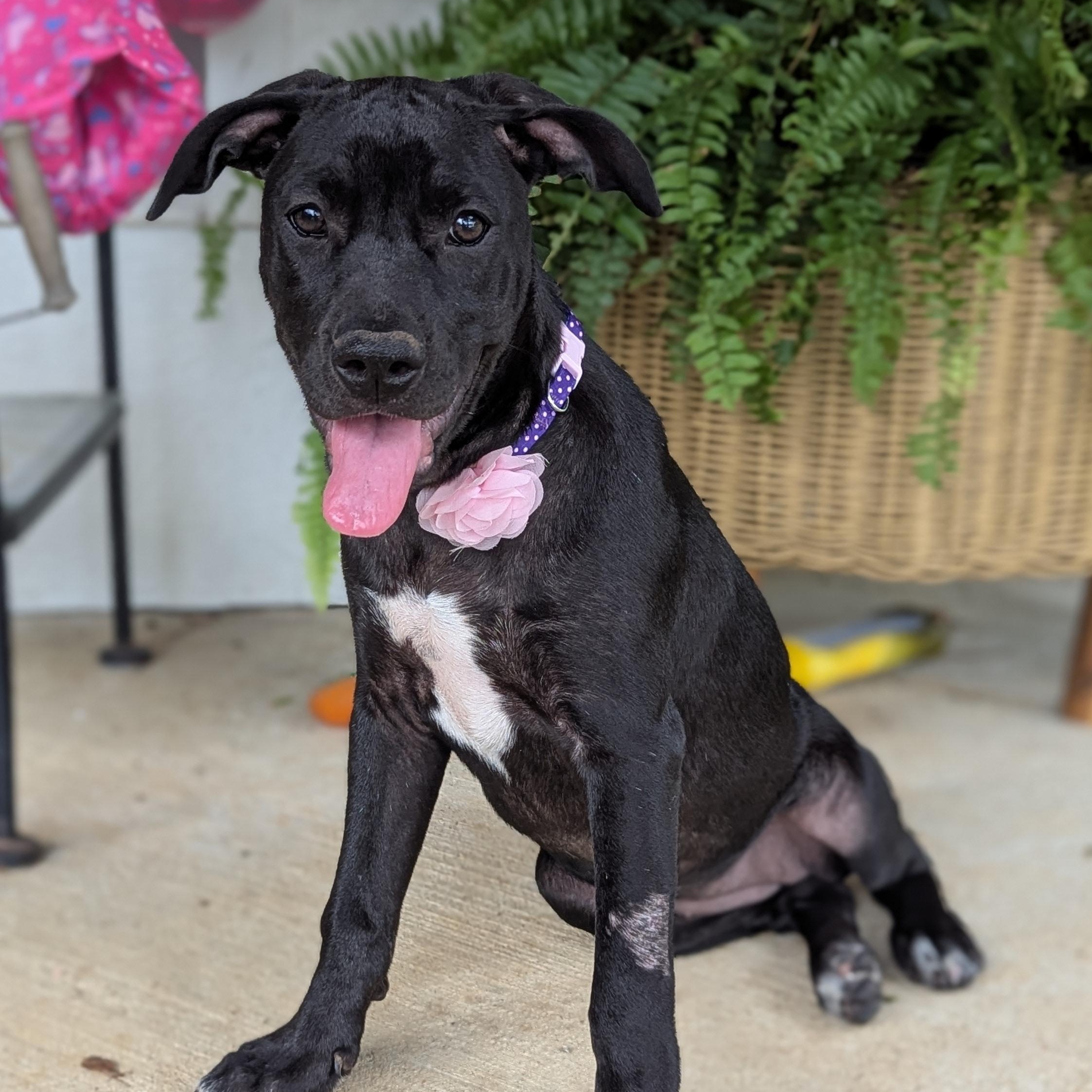 Enlarge Jubilee, a Adoptable mixed breed in Helena, AL image 5/6