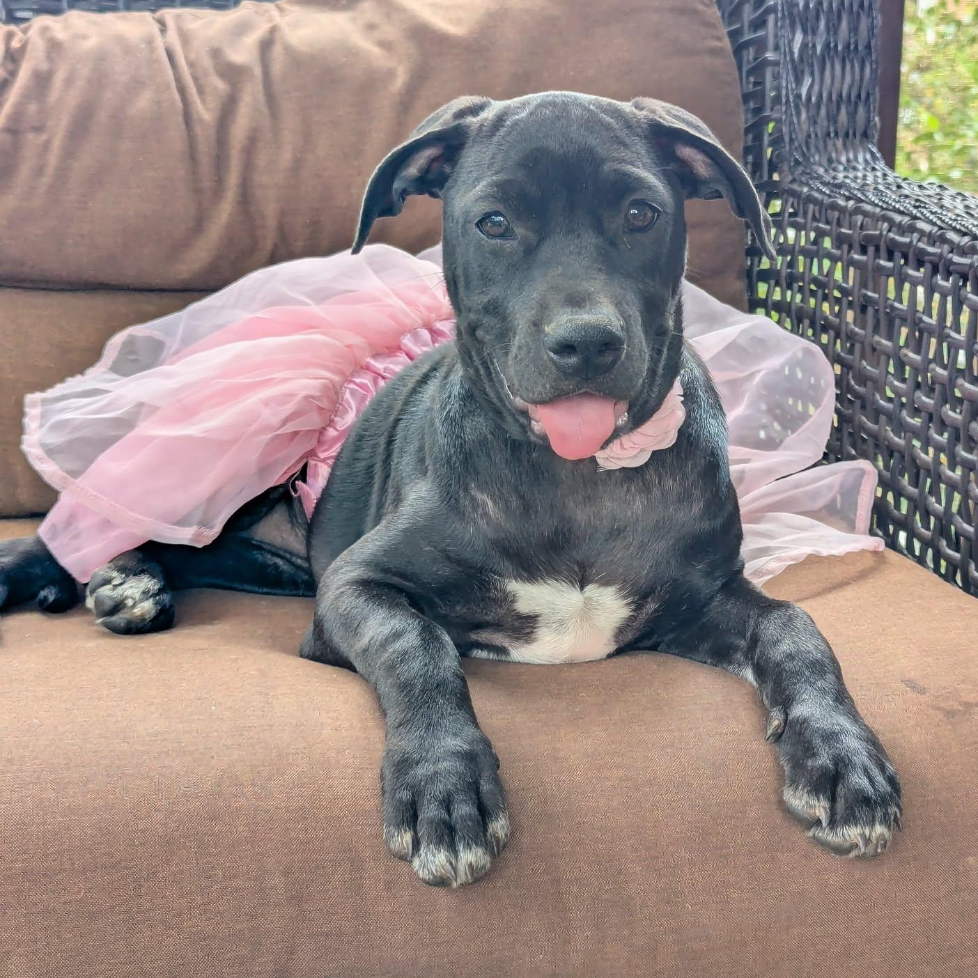 Jubilee, Adoptable, Puppy Female Labrador Retriever.