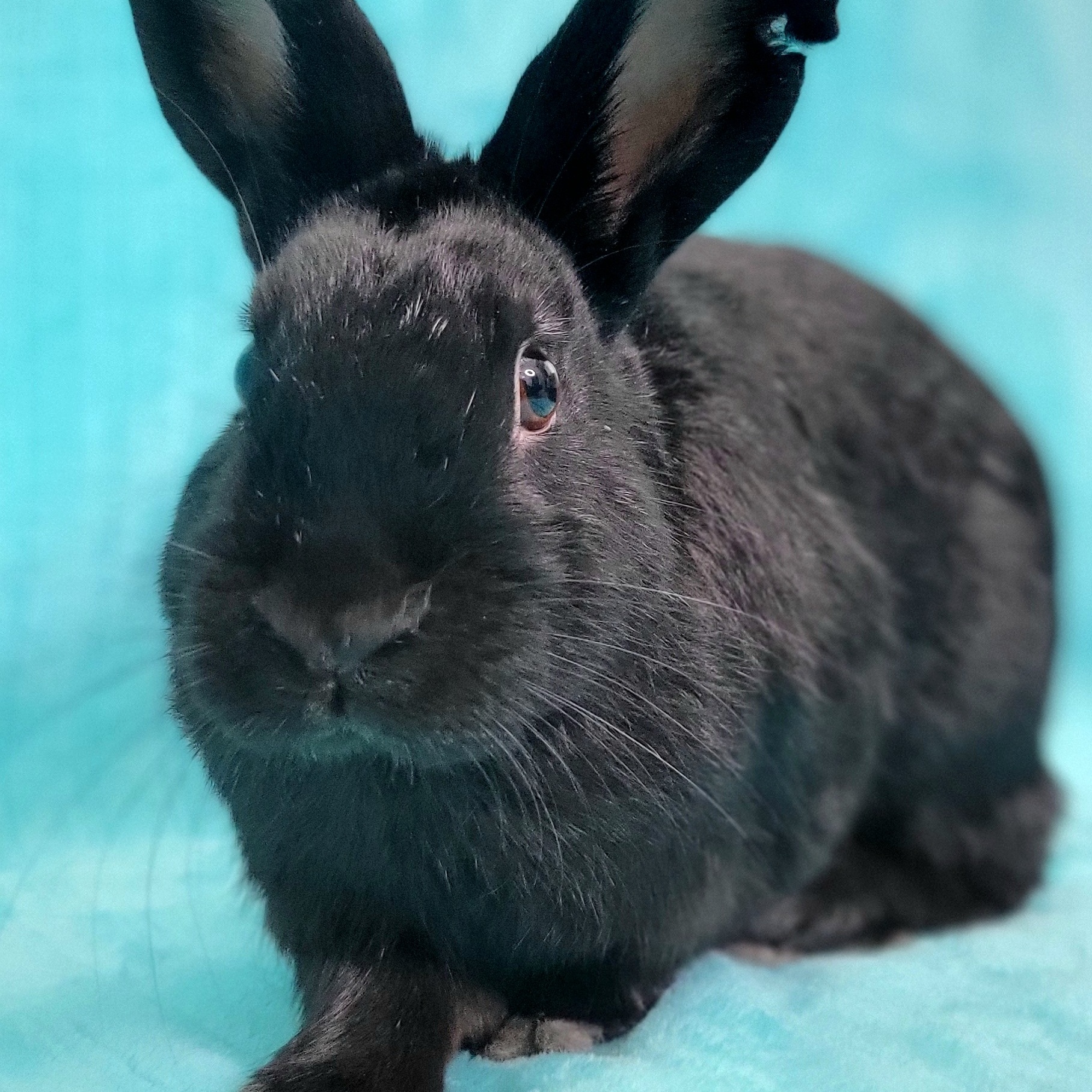 Binx, Adopted, Adult Male Havana.