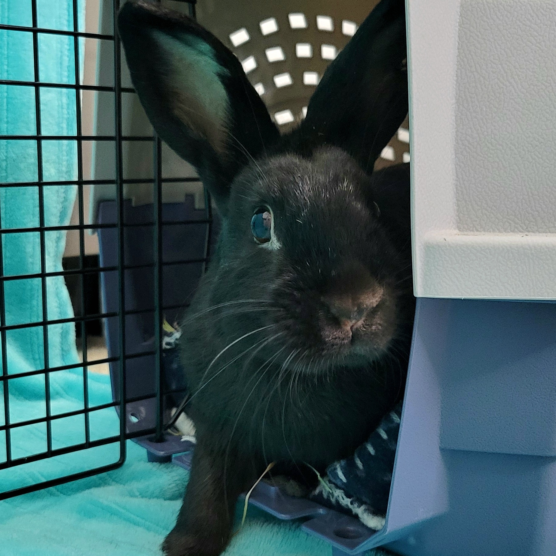 Enlarge Binx, a Adopted mixed breed in Pittsburgh, PA image 3/3