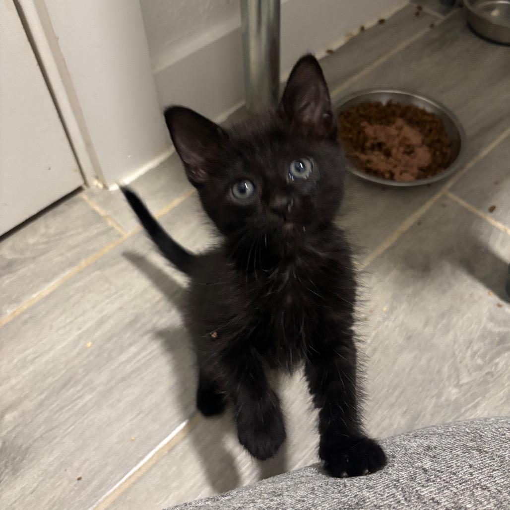 Enlarge Syrup, a Adoptable Domestic Short Hair in Bulverde, TX image 1/2