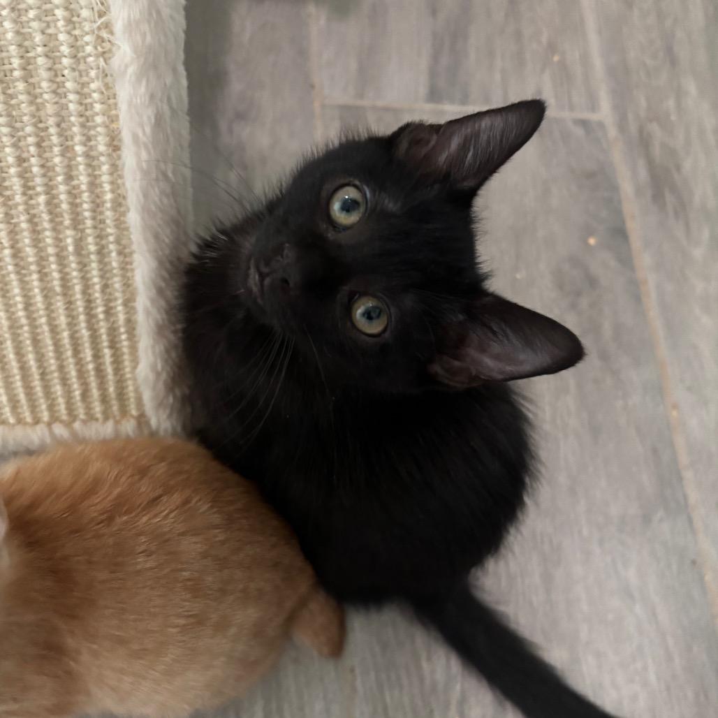 Enlarge Syrup, a Adoptable Domestic Short Hair in Bulverde, TX image 2/2