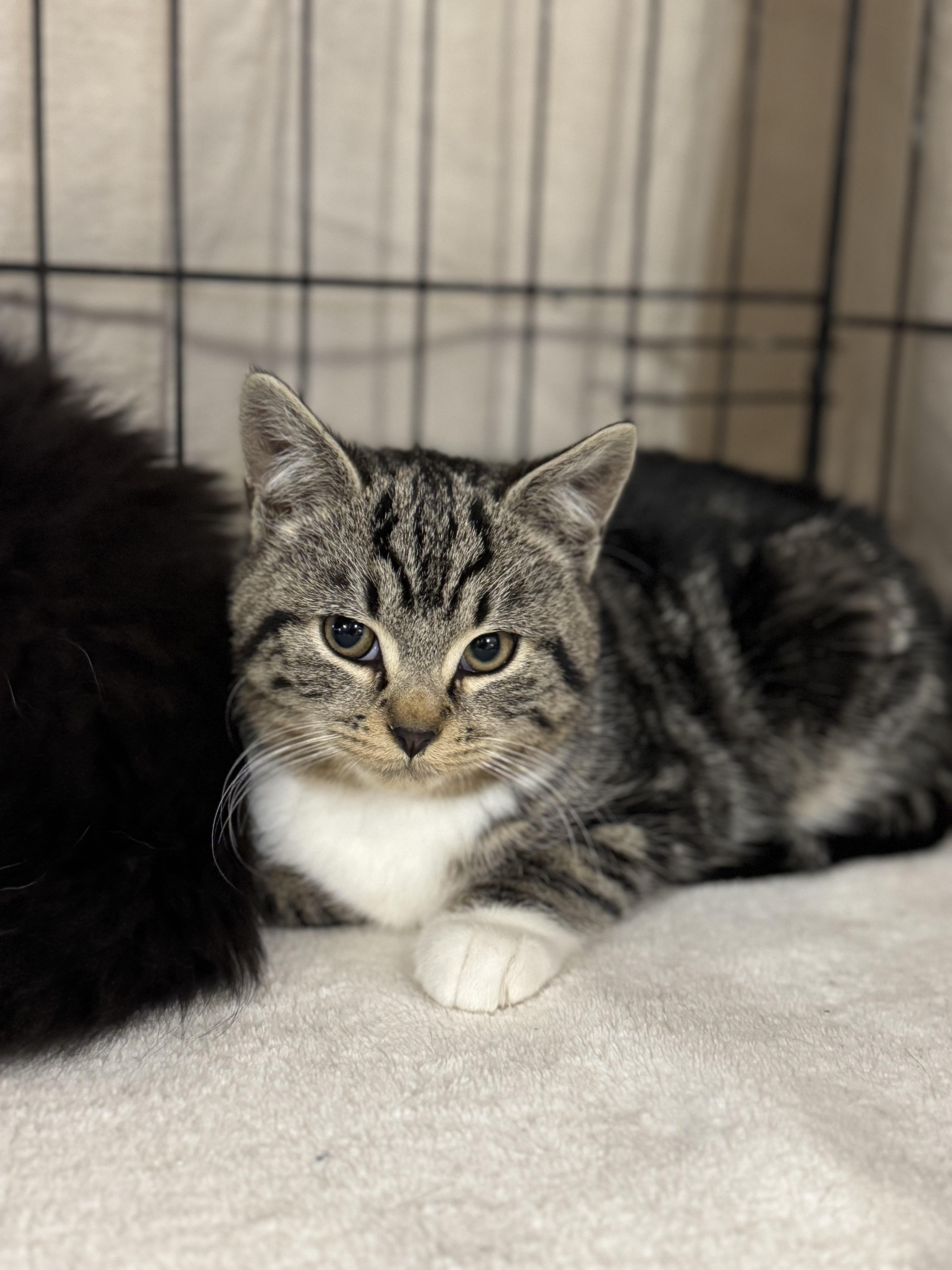 DORIS, a Adoptable mixed breed in Kennebunk , ME image 3/3