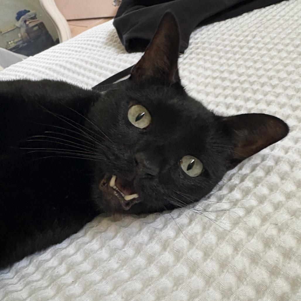 Enlarge Mister C, a Adoptable Domestic Short Hair in West Palm Beach, FL image 1/2