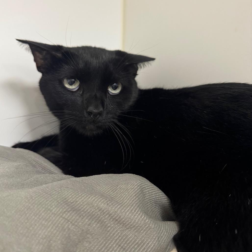 Enlarge Mister C, a Adoptable Domestic Short Hair in West Palm Beach, FL image 2/2