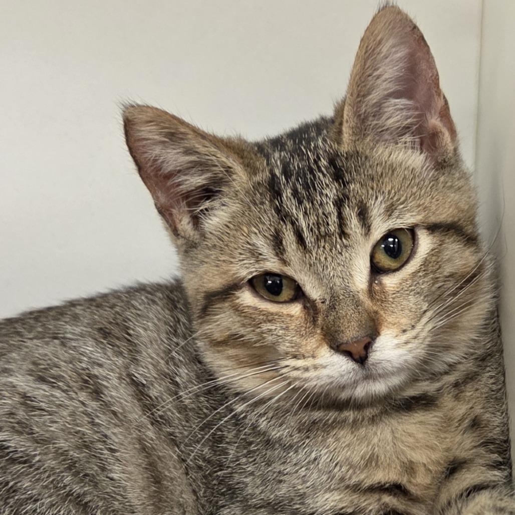 Shrimp, Adoptable, Kitten Female Domestic Short Hair & Mixed Breed.