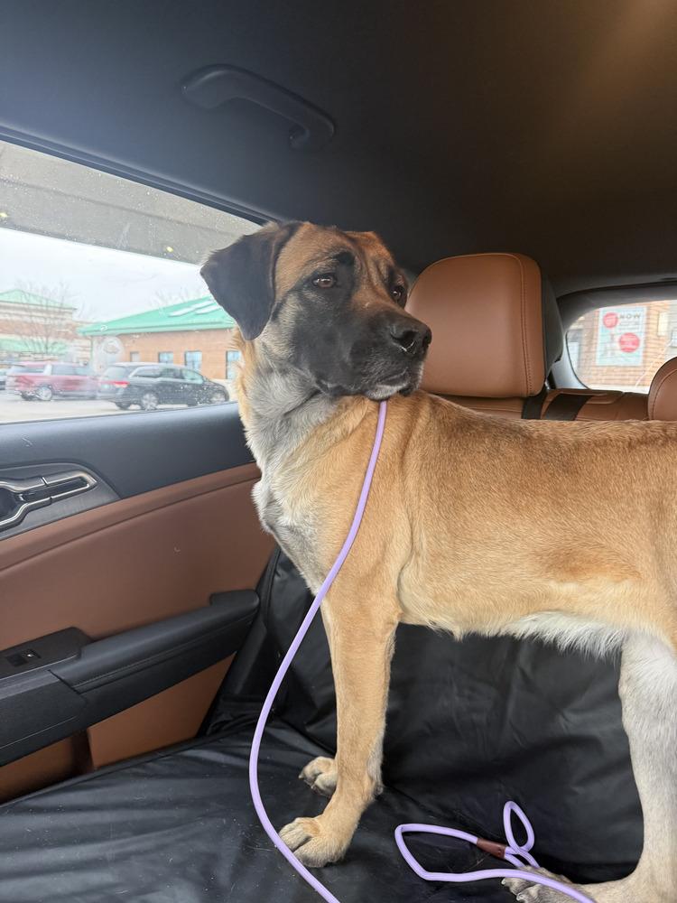 Enlarge Buttercup, a Adoptable mixed breed in Oswego, IL image 1/6