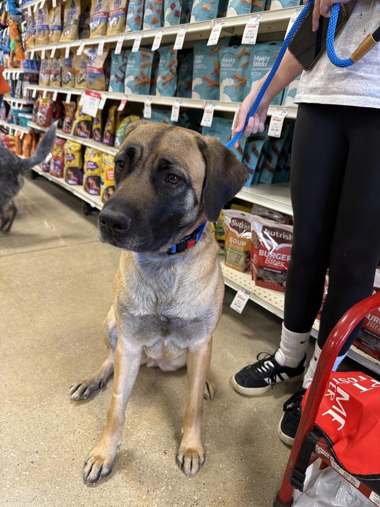 Enlarge Buttercup, a Adoptable mixed breed in Oswego, IL image 2/6