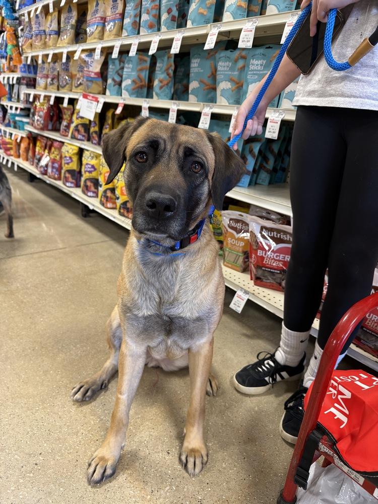 Enlarge Buttercup, a Adoptable mixed breed in Oswego, IL image 3/6
