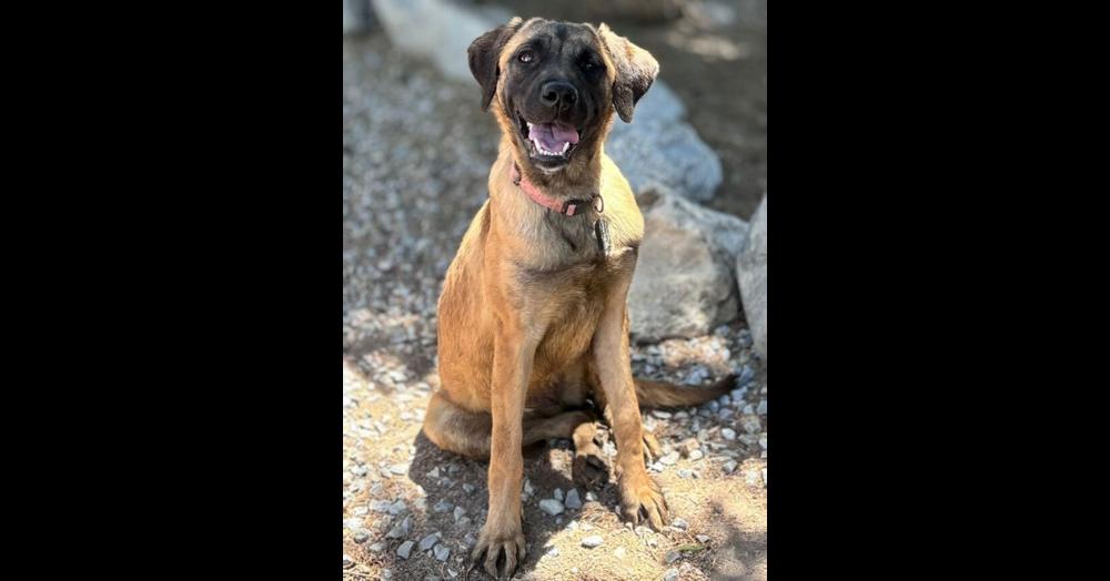 Enlarge Buttercup, a Adoptable mixed breed in Oswego, IL image 6/6