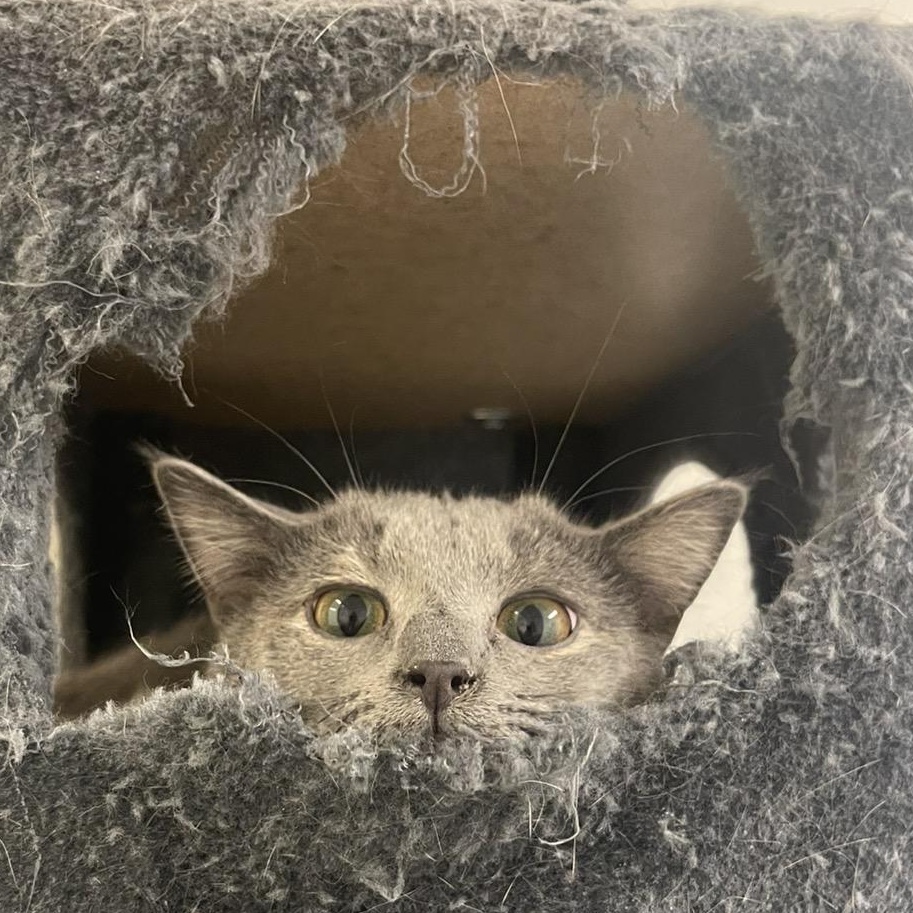 Enlarge Lacey, a Adoptable Dilute Tortoiseshell in Indiana, PA image 4/5