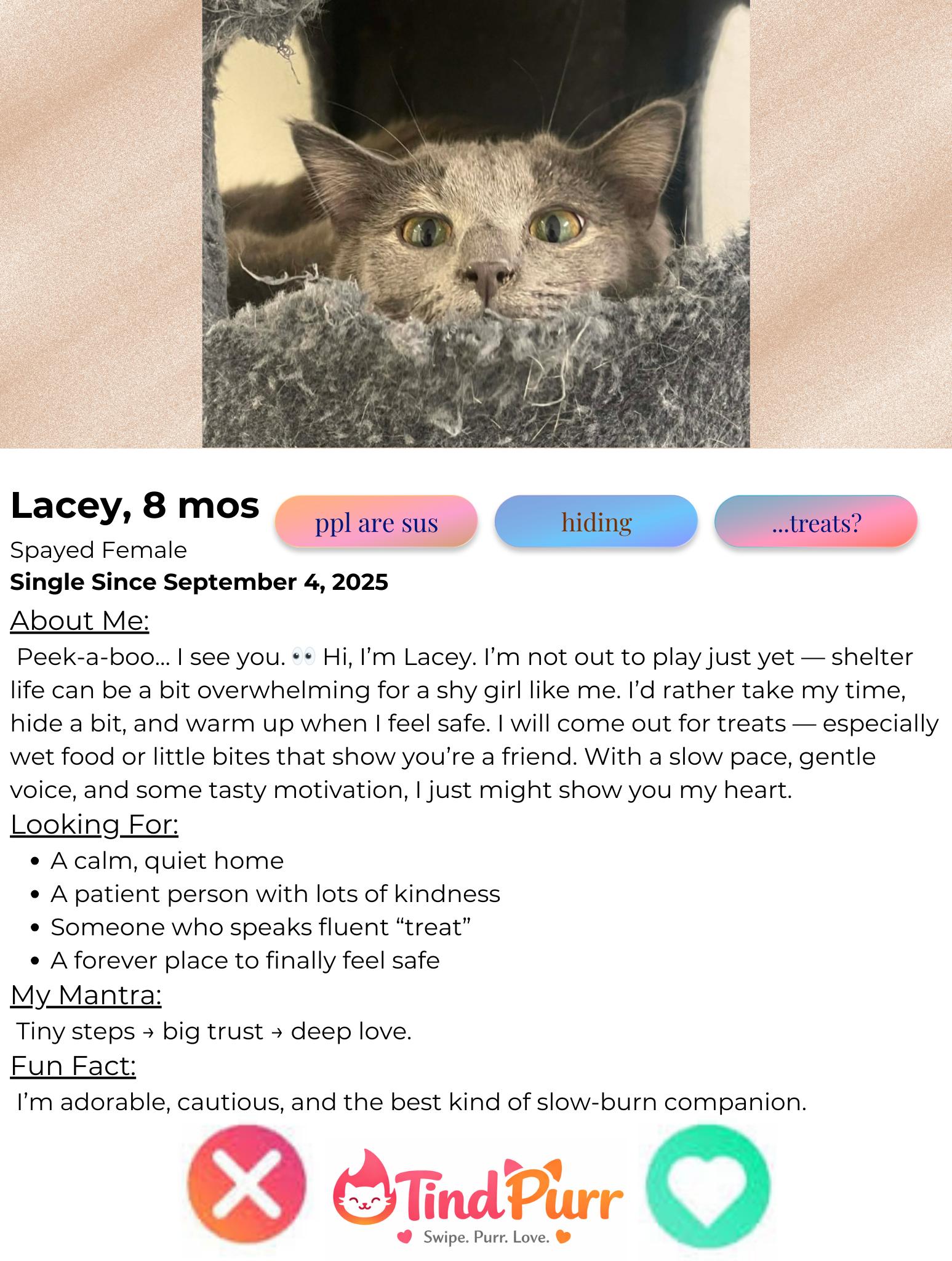 Enlarge Lacey, a Adoptable Dilute Tortoiseshell in Indiana, PA image 2/5