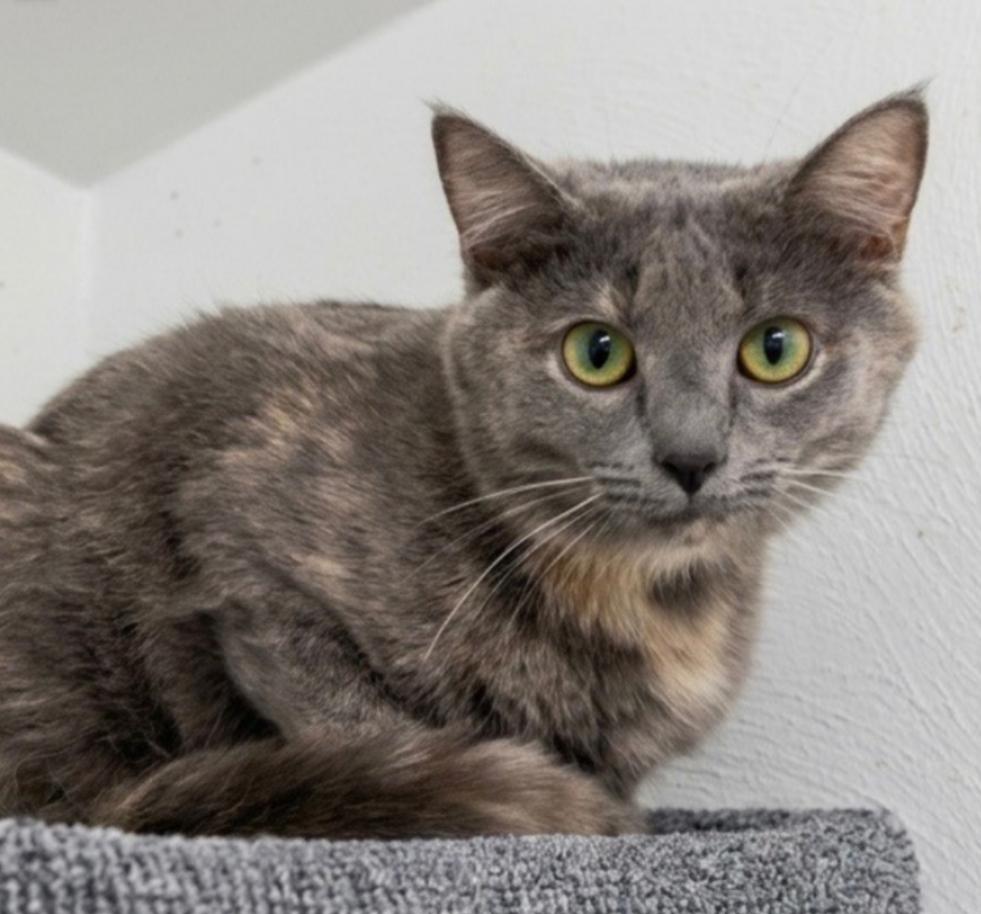 Lacey, Adoptable, Young Female Dilute Tortoiseshell.