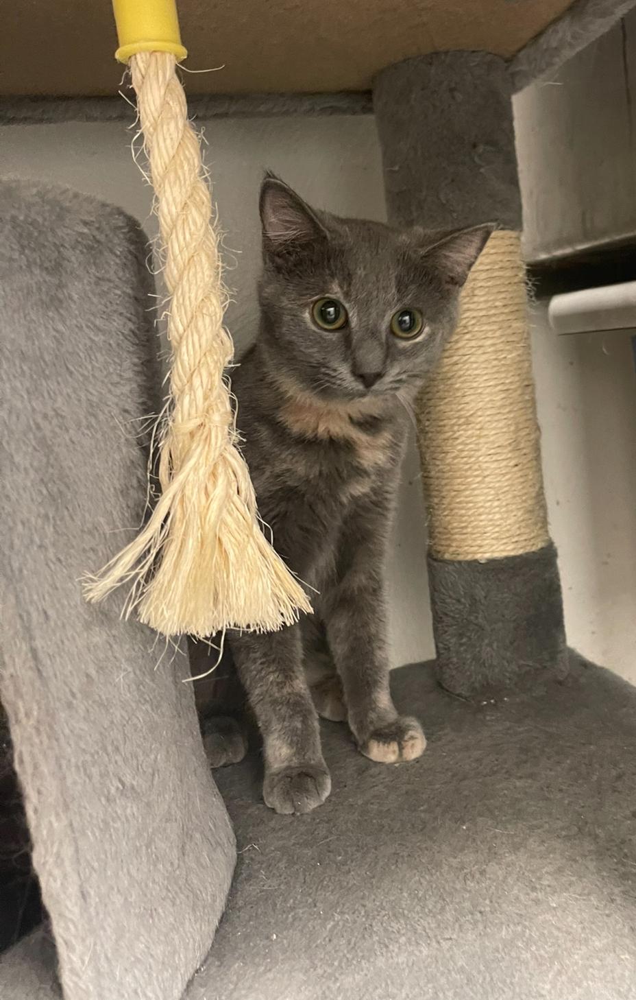 Enlarge Lacey, a Adoptable Dilute Tortoiseshell in Indiana, PA image 3/5