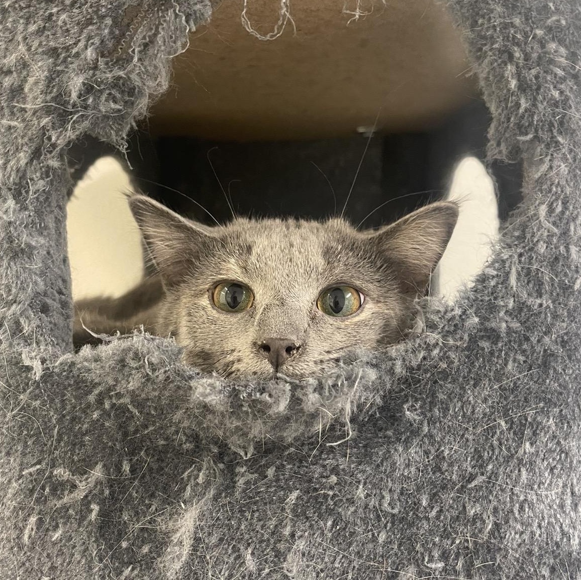 Enlarge Lacey, a Adoptable Dilute Tortoiseshell in Indiana, PA image 5/5