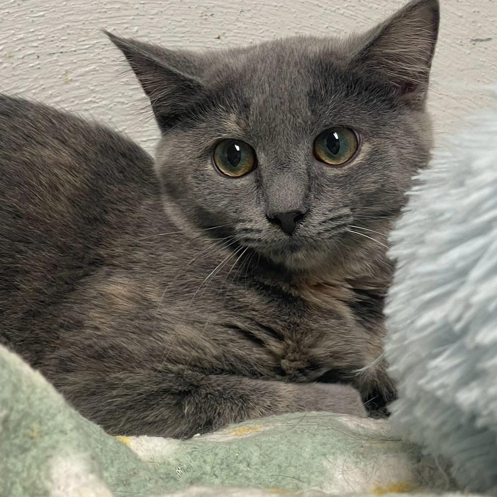 Enlarge Lacey, a Adoptable Dilute Tortoiseshell in Indiana, PA image 1/5