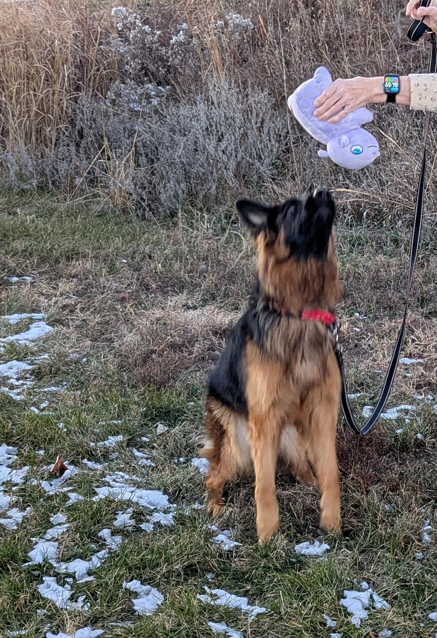 Enlarge Danke, a ADOPTABLE German Shepherd Dog in Westmoreland, KS image 4/4
