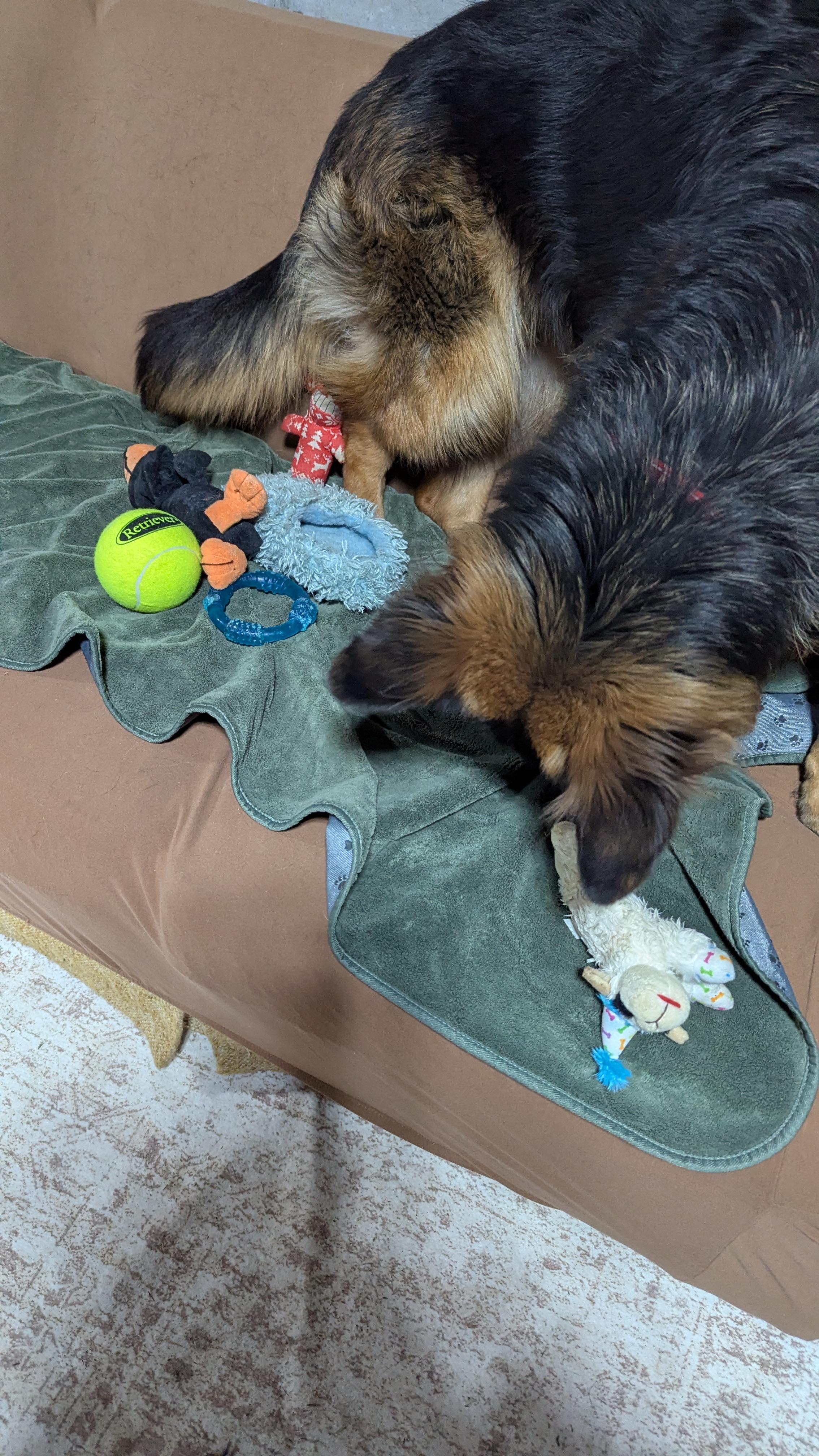 Enlarge Danke, a ADOPTABLE German Shepherd Dog in Westmoreland, KS image 2/4