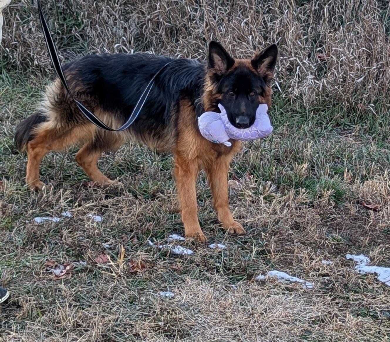 Danke, ADOPTABLE, Young Female German Shepherd Dog.