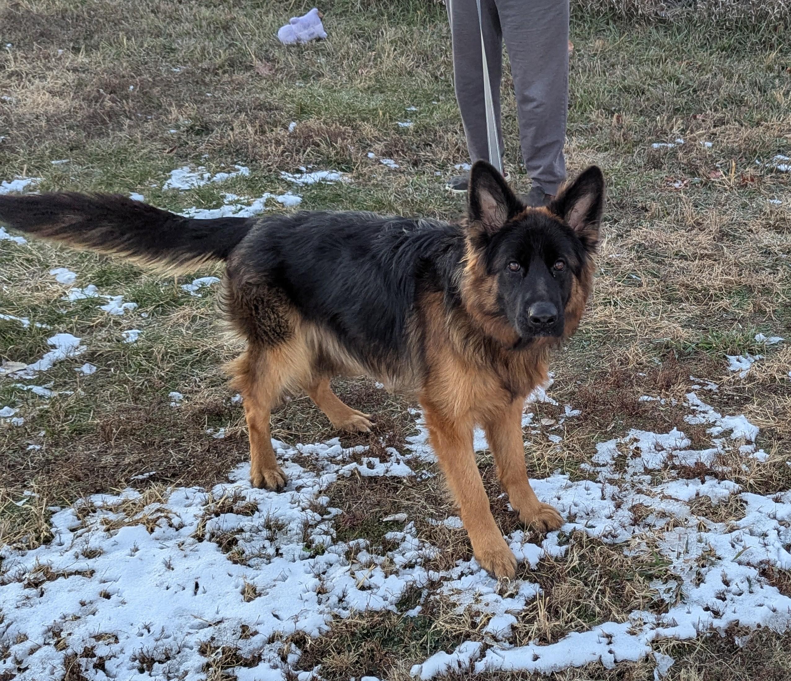 Enlarge Danke, a ADOPTABLE German Shepherd Dog in Westmoreland, KS image 3/4