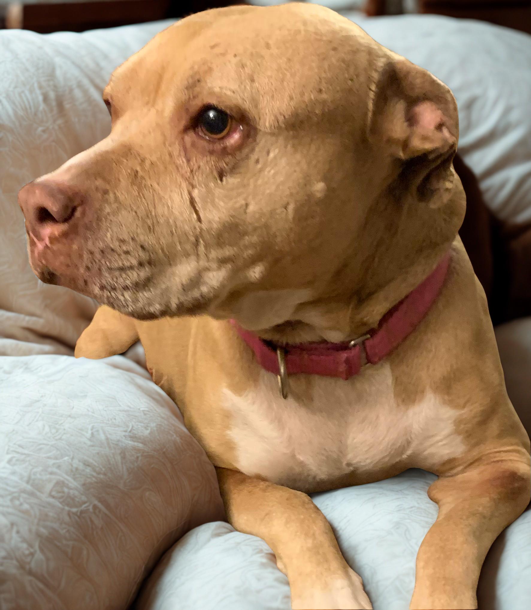Stormy, Adoptable, Senior Female Pit Bull Terrier.