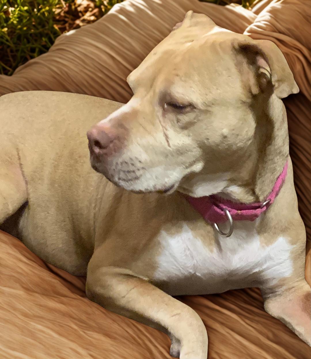 Stormy, a Adoptable Pit Bull Terrier in Kuna, ID image 2/4