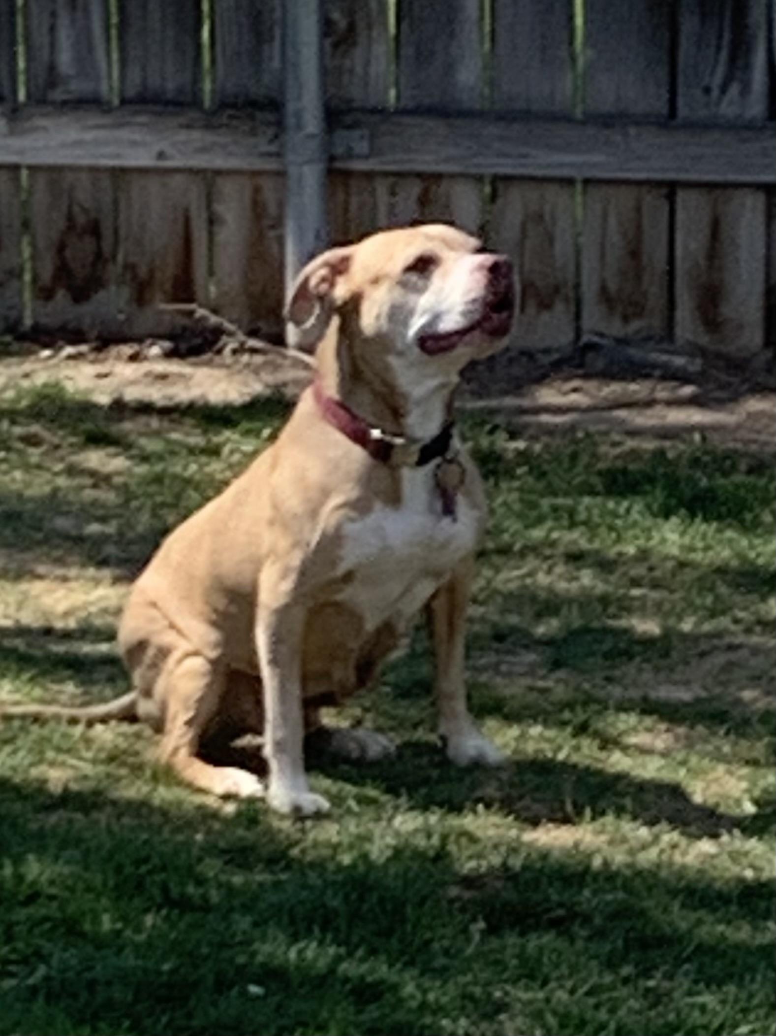Stormy, a Adoptable Pit Bull Terrier in Kuna, ID image 4/4