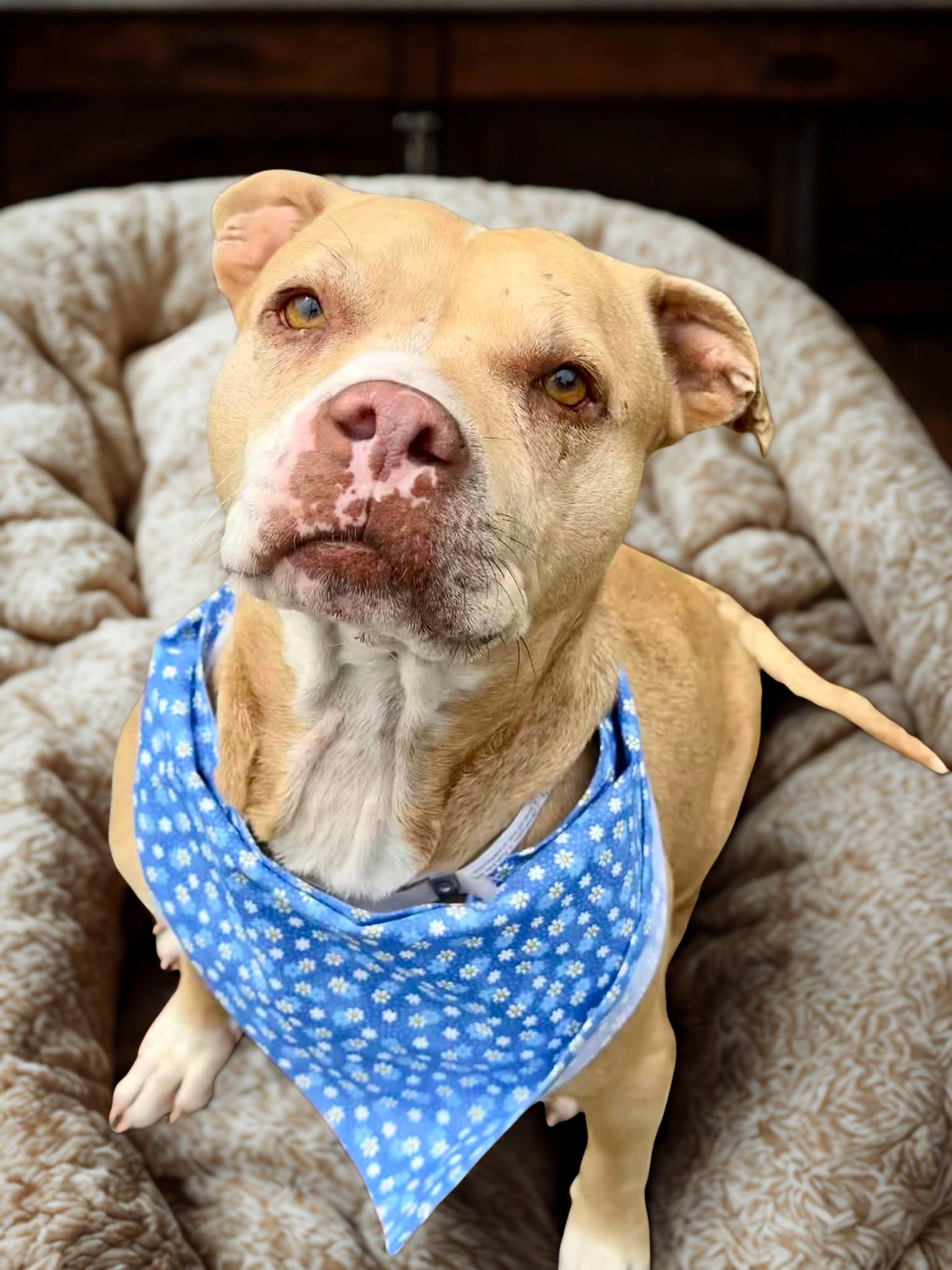 Stormy, a Adoptable Pit Bull Terrier in Kuna, ID image 3/4