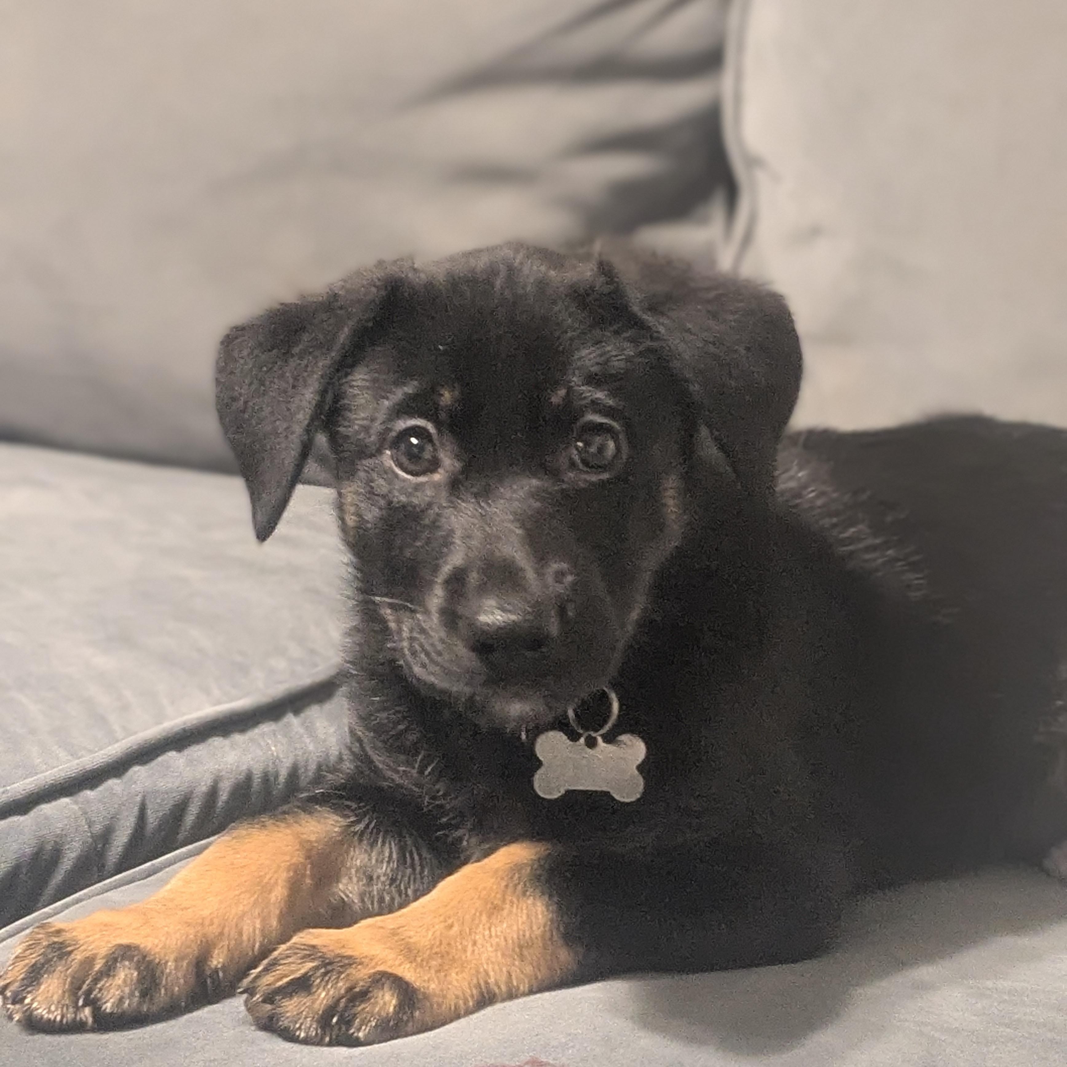 Stella, adopted, Puppy Female German Shepherd Dog.