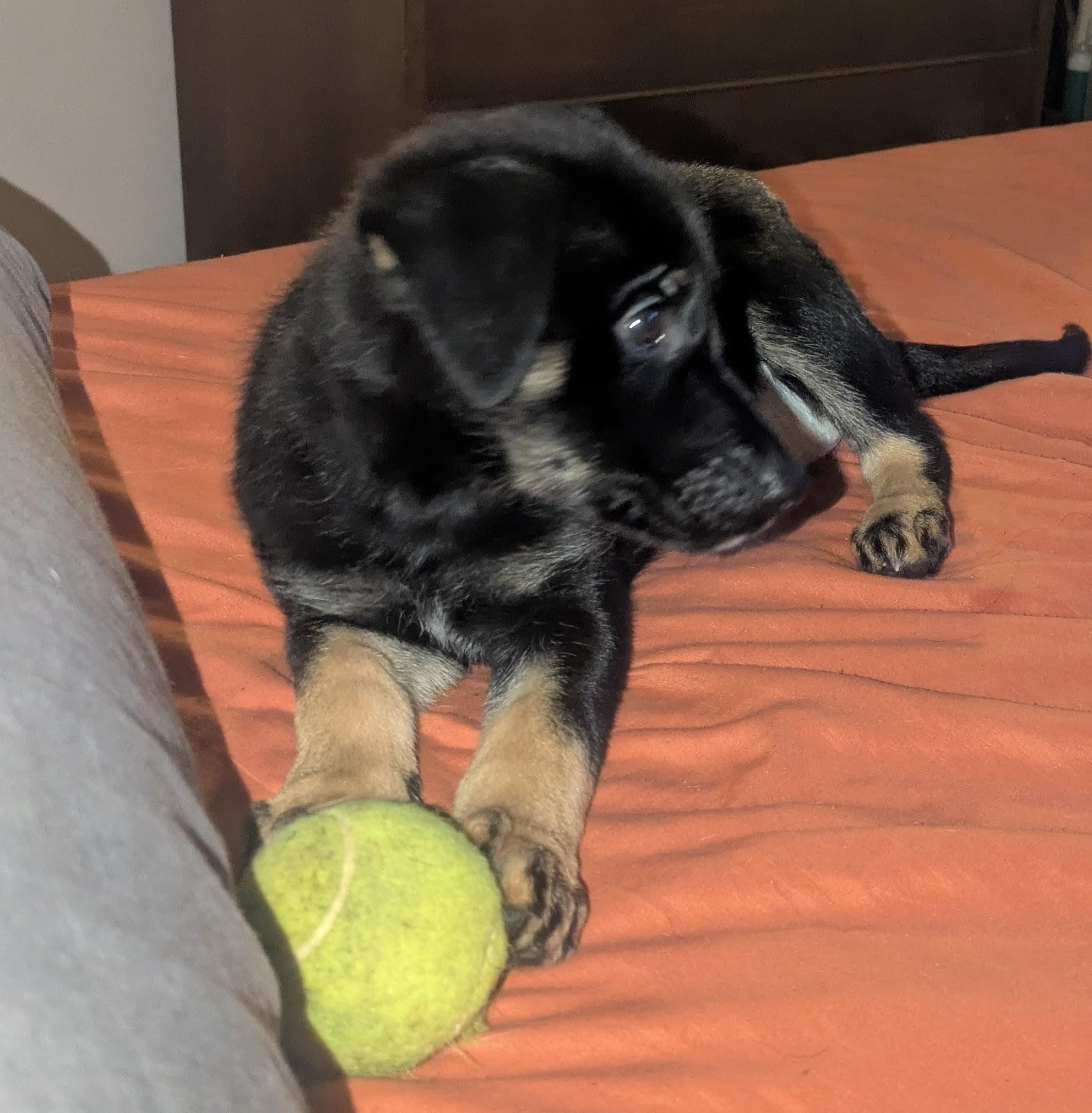 Enlarge Stella, an adopted mixed breed in Rochester, NY image 3/5