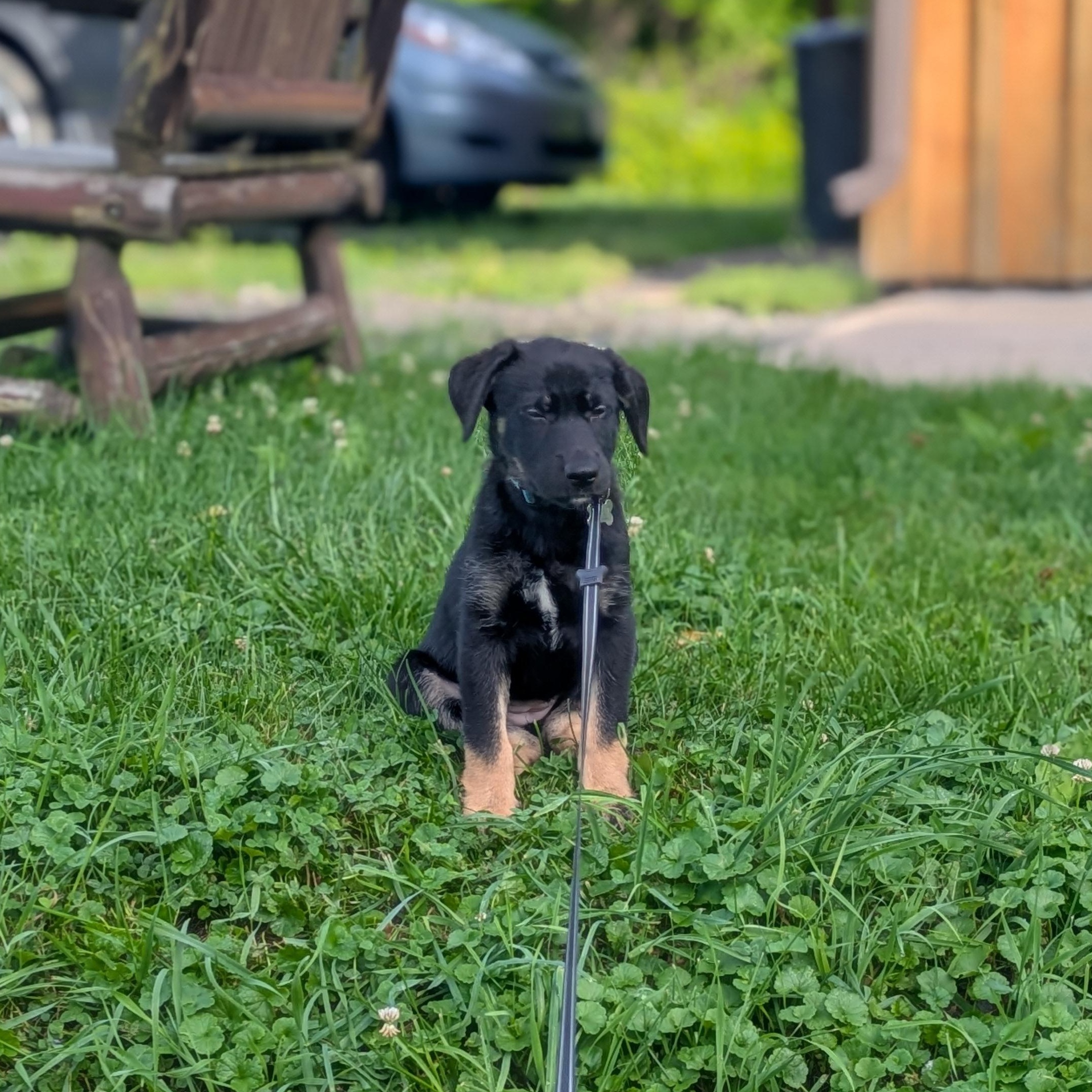 Enlarge Stella, an adopted mixed breed in Rochester, NY image 2/5