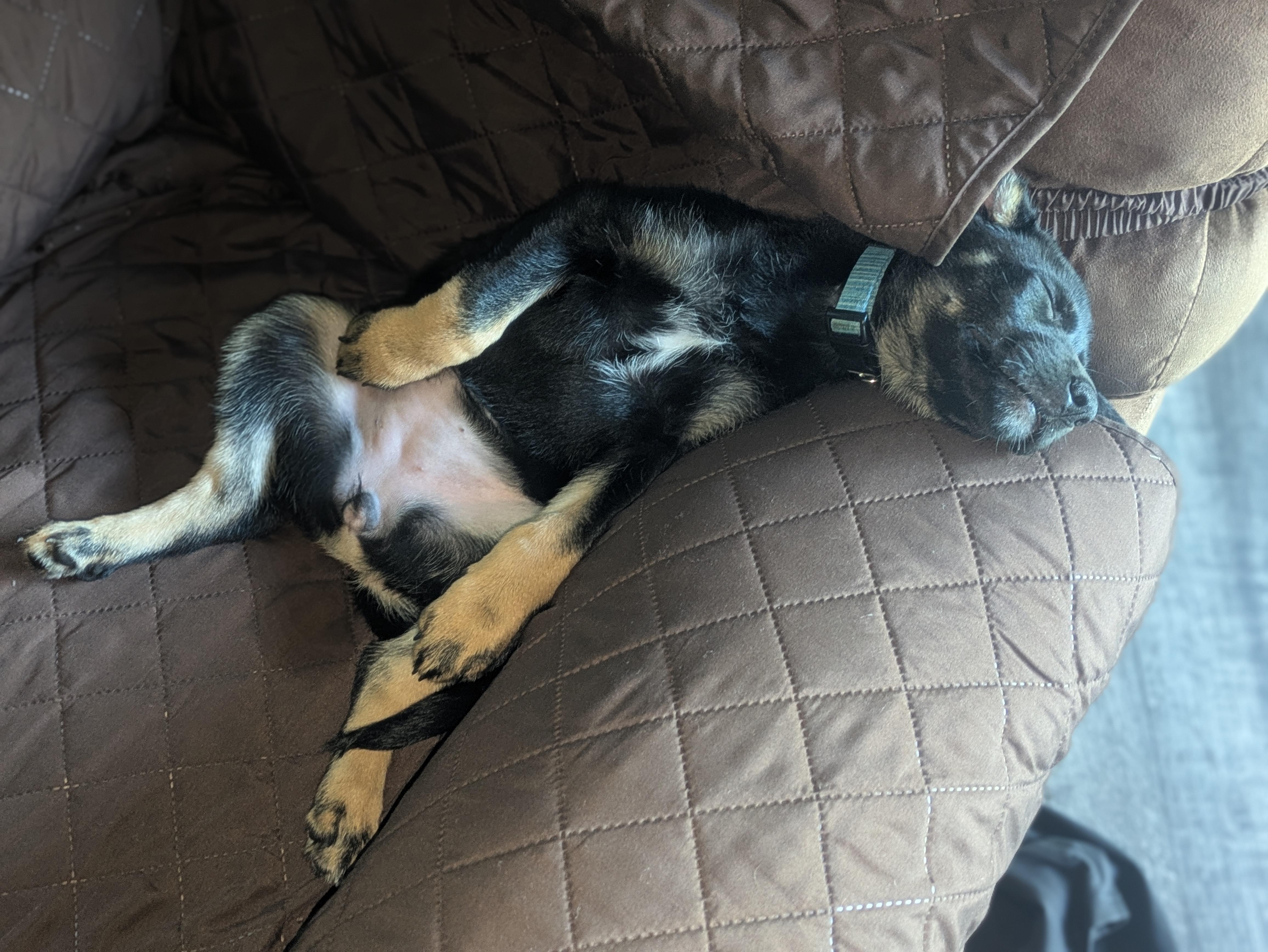 Enlarge Stella, an adopted mixed breed in Rochester, NY image 4/5