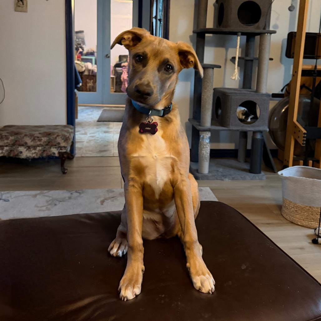 Koda, a Adoptable mixed breed in Houston, TX image 3/3