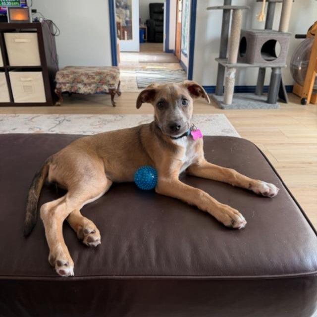 Enlarge Koda, a Adoptable mixed breed image 2/3