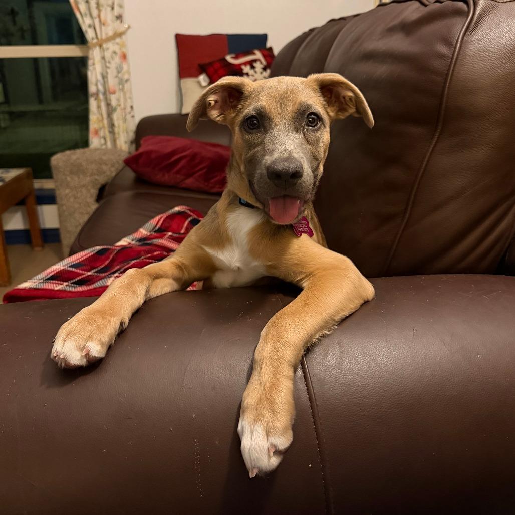 Koda, Adoptable, Puppy Female Labrador Retriever & Hound.