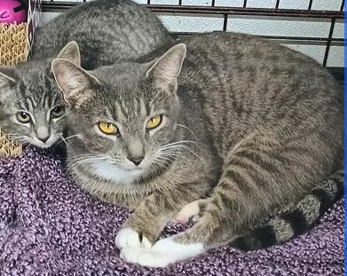 Maple, ADOPTABLE, Adult Female Domestic Short Hair.