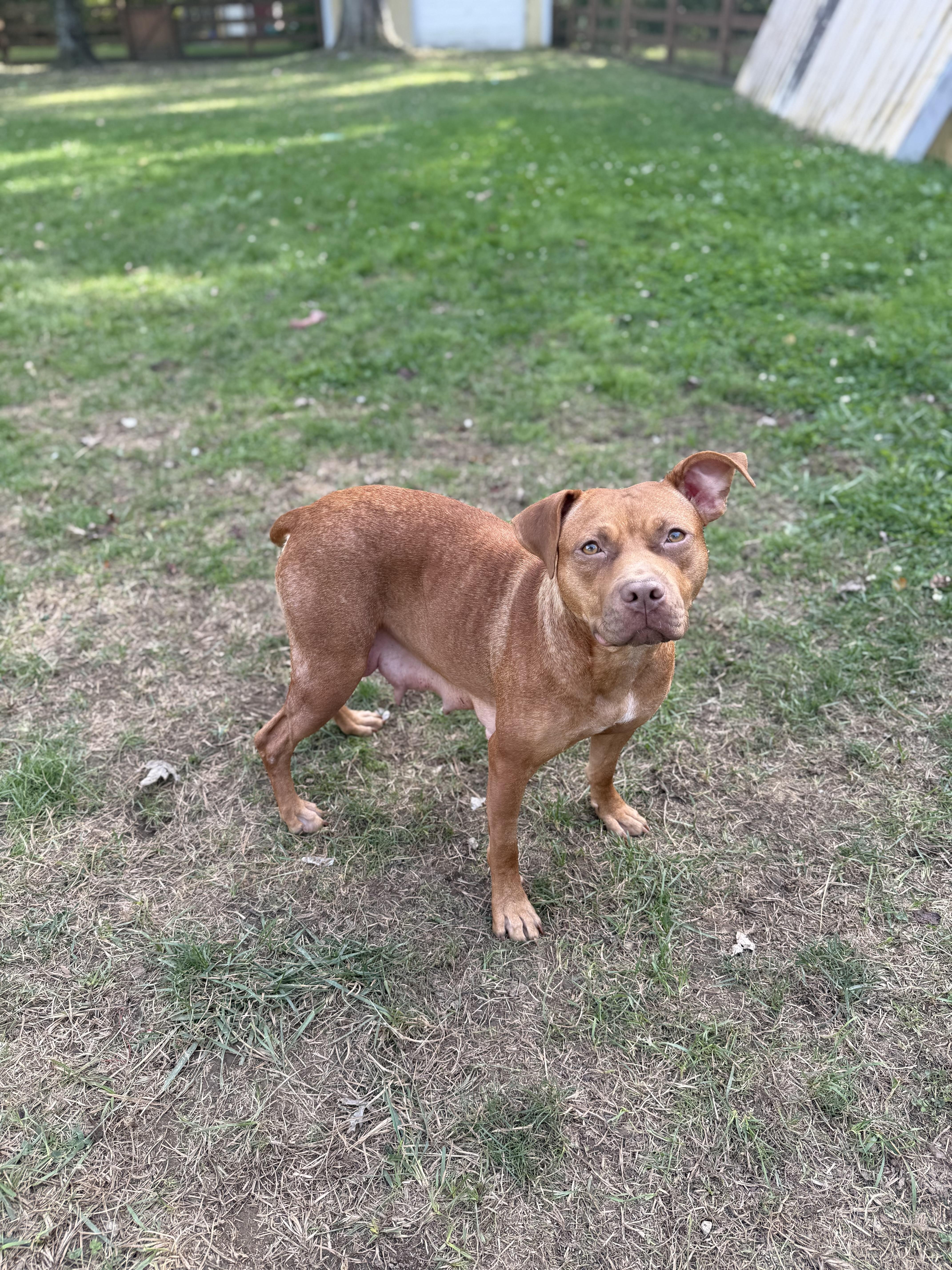 The Punkin Spice Litter (3 female, 2 male)
