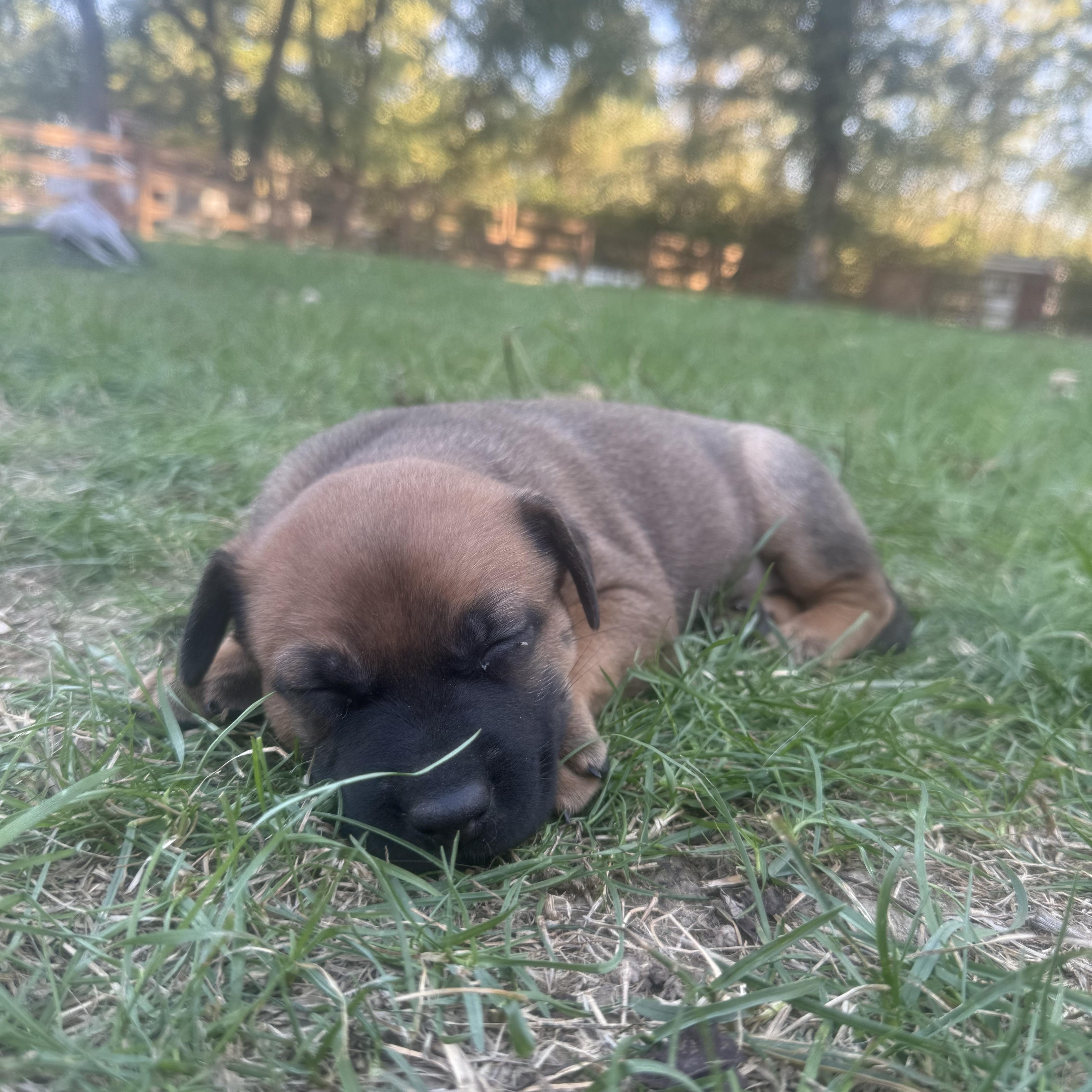 The Punkin Spice Litter (3 female, 2 male)
